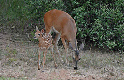 White Roses - First Fawn of the Season by Gaby Ethington