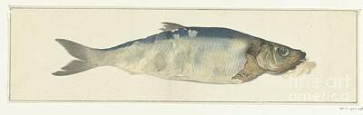 Animals Paintings - Fish, partly perished, Jean Bernard, 1775 - 1833 by Shop Ability