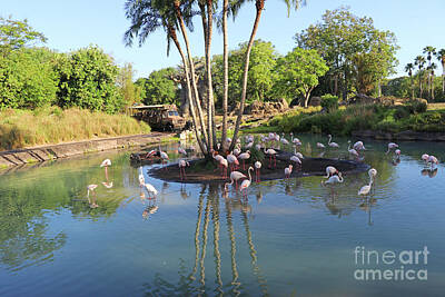 Animals Royalty-Free and Rights-Managed Images - Flamingos at Animal Kingdom 2180 by Jack Schultz