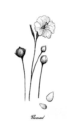 Food And Beverage Drawings - Flax or Linum Usitatissimum Plant with Seed by Iam Nee