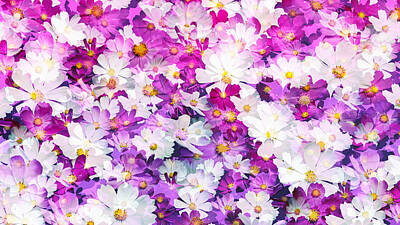 Florals Photos - Floral Background Of Cosmos Flowers White Pink Dark Pink Purple by Julien