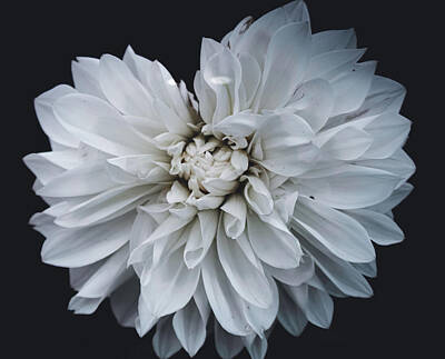 Floral Photos - Floral by Martin Newman