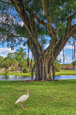 Lets Be Frank - Florida Banyan Tree by Juergen Roth