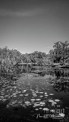 All Black On Trend - Florida Pond 6 Black n White Signed by Nancy L Marshall