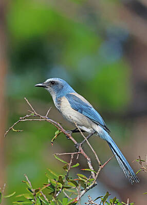 Portraits Rights Managed Images - Florida Scrub Jay Portrait  Royalty-Free Image by Marlin and Laura Hum