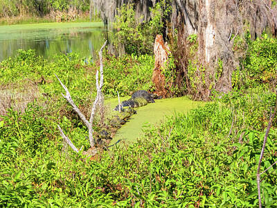 Reptiles Royalty Free Images - Florida Swamp Royalty-Free Image by Linda Kerkau