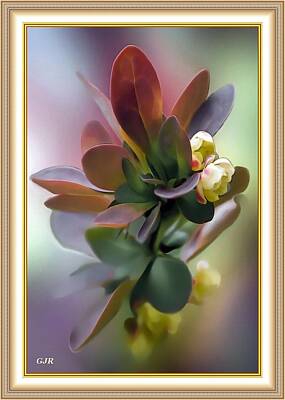 Only Orange - Flower Beauty For Amanda Van Dam L A S - With Printed Frame. by Gert J Rheeders