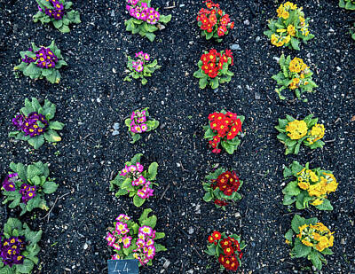 Floral Photos - Flower Beds by Martin Newman
