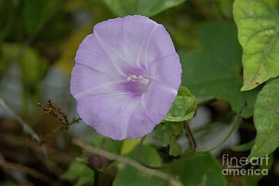 Rights Managed Images - Flower By The Pond Royalty-Free Image by Deborah Benoit