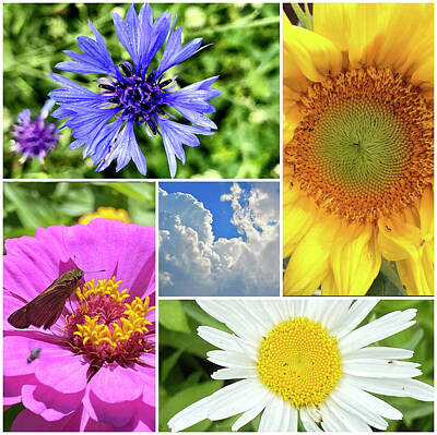 Sunflowers Royalty-Free and Rights-Managed Images - Flower Collage by Greg Joens