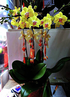 Fine Dining Royalty Free Images - Flower of Phalaenopsis Royalty-Free Image by Clement Tsang