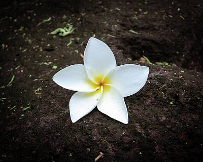 Spa Candles Rights Managed Images - Flower on Lava Rock Royalty-Free Image by Craig A Walker