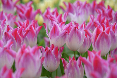 Lilies Photos - Flower Power. Tulipa Whispering Dream by Jenny Rainbow