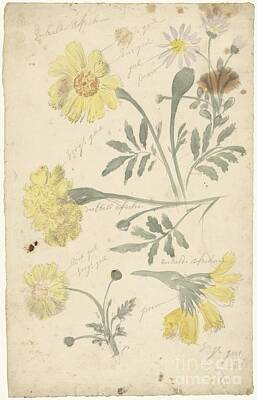 Autumn Harvest - Flower studies of marigolds, Elias van Nijmegen, 1677 - 1755 by Shop Ability