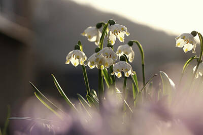 Aretha Franklin Rights Managed Images - Flower with yellow rather than green marks. At the start of flowering. In habitat in damp forest in the Beskydy, czech republic. Leucojum vernum with many friends. Golden hour. Hot spring days Royalty-Free Image by Vaclav Sonnek