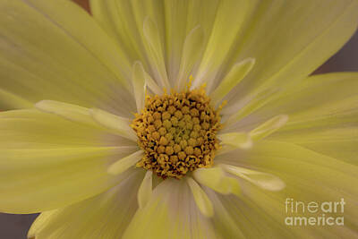 Wildlife Photography Black And White - Flower Yellow Cosmos Macro by SAJE Photography