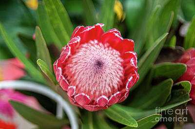 The Bunsen Burner - Flowering King Protea l1 by Ilan Rosen