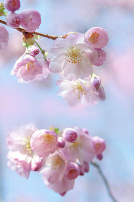 Soap Suds - Flowering Prunus Accolade 17 by Jenny Rainbow