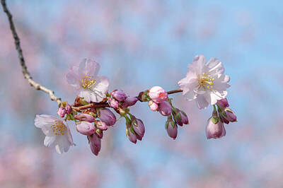 Purely Purple - Flowering Prunus Accolade 8 by Jenny Rainbow