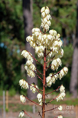 Gaugin Royalty Free Images - flowering Yucca stem l1 Royalty-Free Image by Ilan Rosen