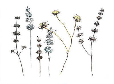 Paintings - Flowers and Seed heads by Luisa Millicent