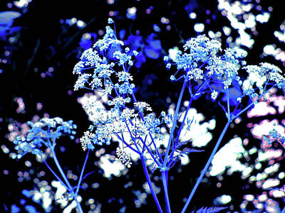 Abstract Shapes Janice Austin - Flowers blue white on a black background by Patricia Piotrak