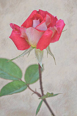 Roses Digital Art - Flowers of SoCal - Red Pink Rose Portrait by Gaby Ethington