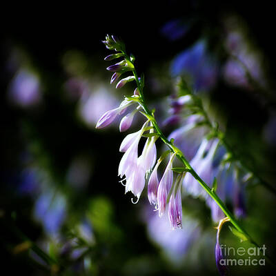 Frank J Casella Royalty-Free and Rights-Managed Images - Flowers Purple and Sunlight - square by Frank J Casella
