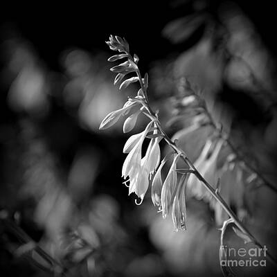 Frank J Casella Royalty Free Images - Flowers Sunlight Black and White - Square Royalty-Free Image by Frank J Casella