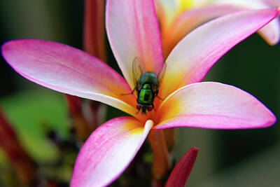 Too Cute For Words - Fly Taking a Nap in Plumeria by Bonnie Follett