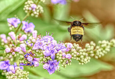 Mans Best Friend Rights Managed Images - Flying Bumblebee Royalty-Free Image by Judy Vincent