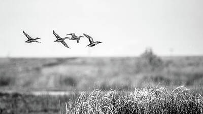 Vintage Oldsmobile Royalty Free Images - Flying Flock Northern Shoveler Ducks Royalty-Free Image by Mike Fusaro