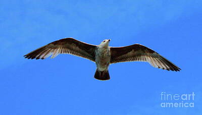 Travel Pics Photos - Flying Seabird by Atiqur Rahman