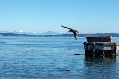 Southwest Landscape Paintings Rights Managed Images - Flyover Port Townsend Bay Royalty-Free Image by Cathy Anderson