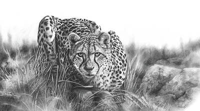 Mammals Drawings - Focused cheetah pencil drawing by Peter Williams