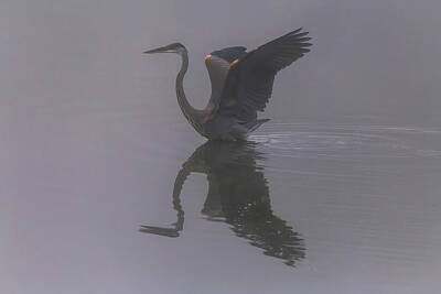 Black And Gold Royalty Free Images - Foggy Morning at Kathwood Ponds 3 Royalty-Free Image by Steve Rich