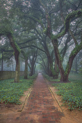 Grape Vineyards - Foggy Path at Aiken Hopelands Gardens by Steve Rich