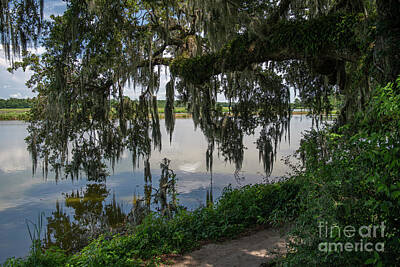 Painted Wine - Follow the Path - Middleton Place by Dale Powell