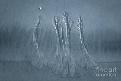 Abstract Landscape Photos - Forest and the Moon on the beach by Masako Metz