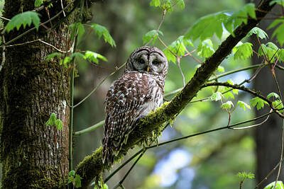 Birds Royalty Free Images - Forest Barred Owl Royalty-Free Image by Wes and Dotty Weber