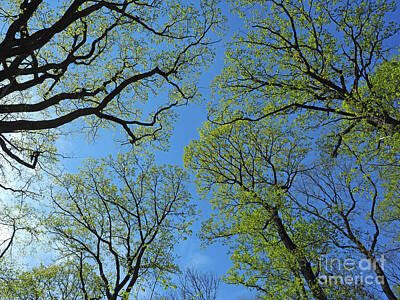 Spot Of Tea - Forest Canopy in Springtime by Alex Cassels