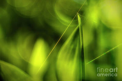 Lilies Royalty Free Images - Forest green Royalty-Free Image by Veikko Suikkanen