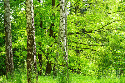 Kim Fearheiley Photography - Forest of birch trees in the park by Wdnet Studio