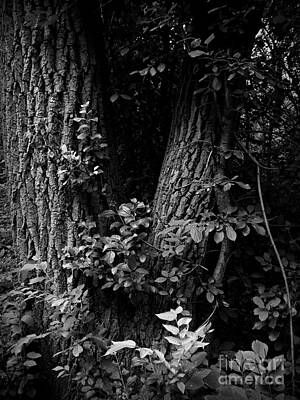 Frank J Casella Rights Managed Images - Forest Wood - Monochrome - Frank J Casella Royalty-Free Image by Frank J Casella