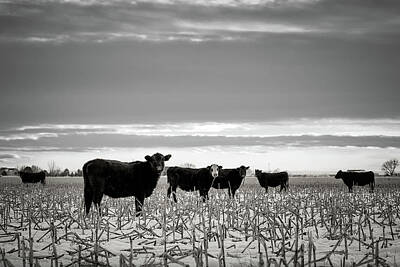 Neutrality - Fort Morgan Cattle by Bill Chizek