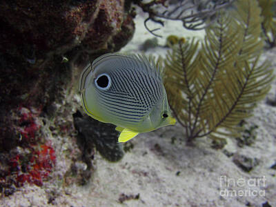 On Trend Breakfast Royalty Free Images - Four Eyed Butterflyfish 8  Royalty-Free Image by Brian Ardel