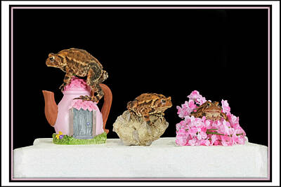 Animals Mixed Media - Fowlers Toad Trio by Constance Lowery