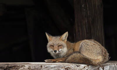 Everet Regal Royalty-Free and Rights-Managed Images - Fox At Rest by Everet Regal