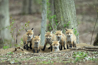 Everet Regal Royalty-Free and Rights-Managed Images - Fox Family Portrait by Everet Regal