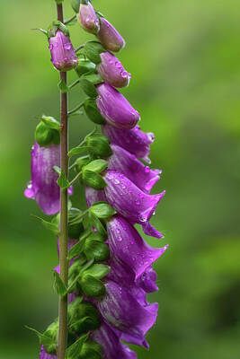 Royalty-Free and Rights-Managed Images - Fox Glove Dew Drops by Darren White